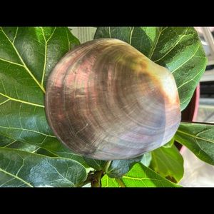 Beautiful Tahitian Half Shell